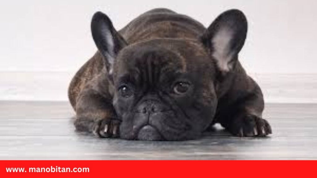 Can Dogs- French Bulldogs Eat chicken egg roll