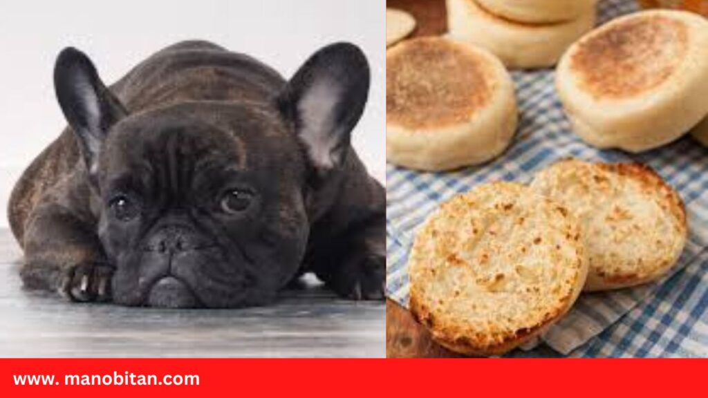 Can Dogs- French Bulldogs Eat English Muffins