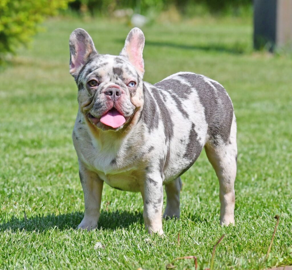 Lilac Merle French Bulldog, Frenchie, for sale, price, new born, names