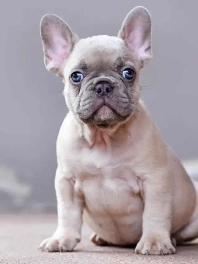 Is Cucumber safe for Dogs ?