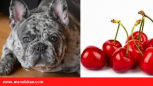 Read more about the article Can Frenchies Eat Jello | Can French Bulldogs Eat Jello