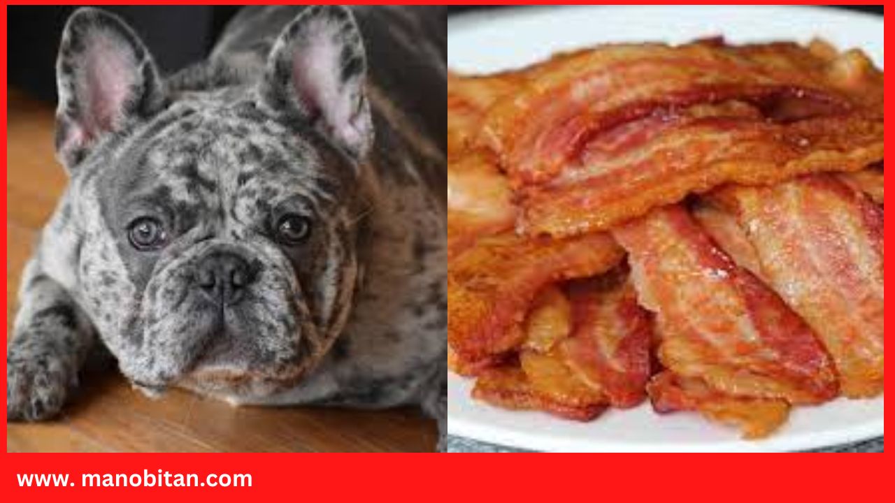 You are currently viewing Can Frenchie Eat Bacon | Can French Bulldogs Eat Bacon- dogs