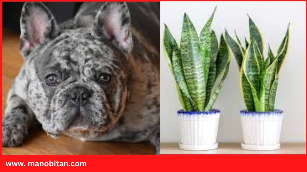 Are Snake Plants Toxic to Dogs