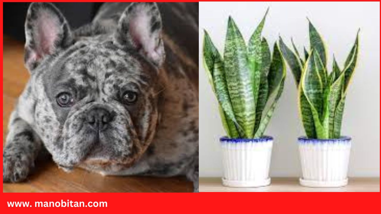 You are currently viewing Are Snake Plants Toxic to Dogs