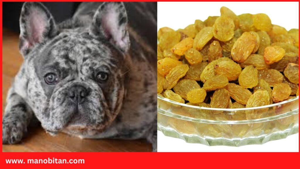 Can Frenchies Eat Raisins | Can French Bulldogs Eat Raisins