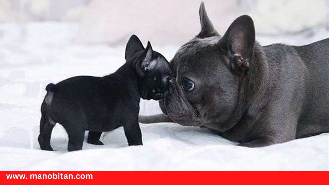 You are currently viewing Can Frenchies Drink Milk | Can French Bulldogs Drink Milk