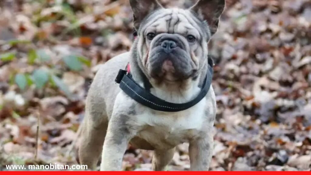 Big Rope Frenchie | Big Rope French Bulldogs