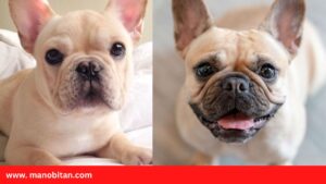 Read more about the article Pink Frenchie, price, nails, toe, sale | Pink French Bulldogs, price, nails, toe, sale