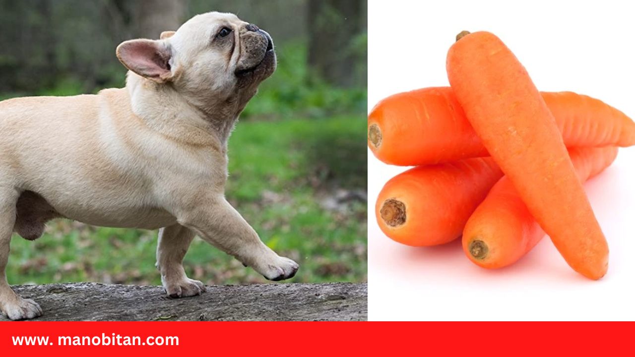 You are currently viewing Can Frenchies Eat Carrots | Can French Bulldogs Dogs Eat Carrots