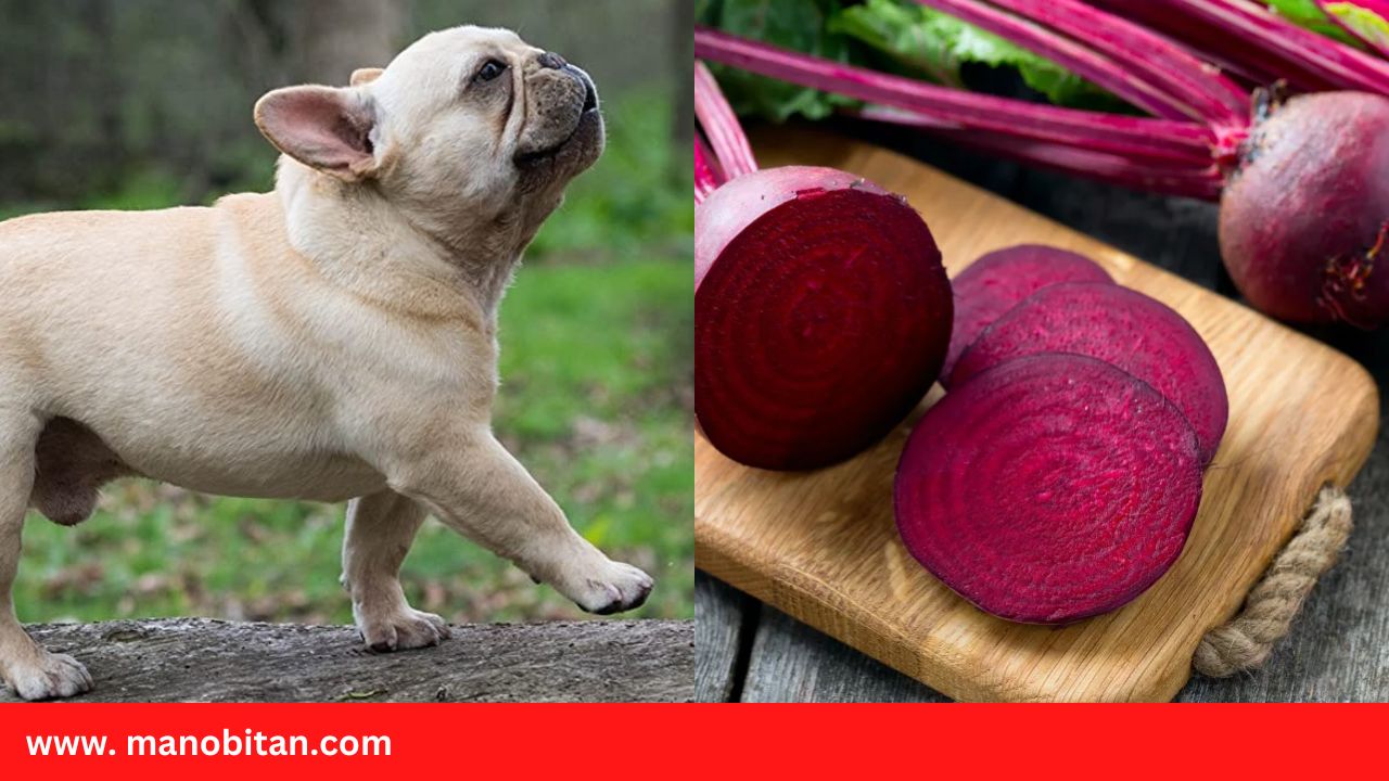 Read more about the article Can Frenchies Eat Beetroot | Can French Bulldogs Dogs Eat Beetroot