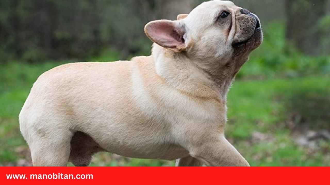 Read more about the article Cream Frenchie price, sale, care | Cream French Bulldogs, price, sale, care