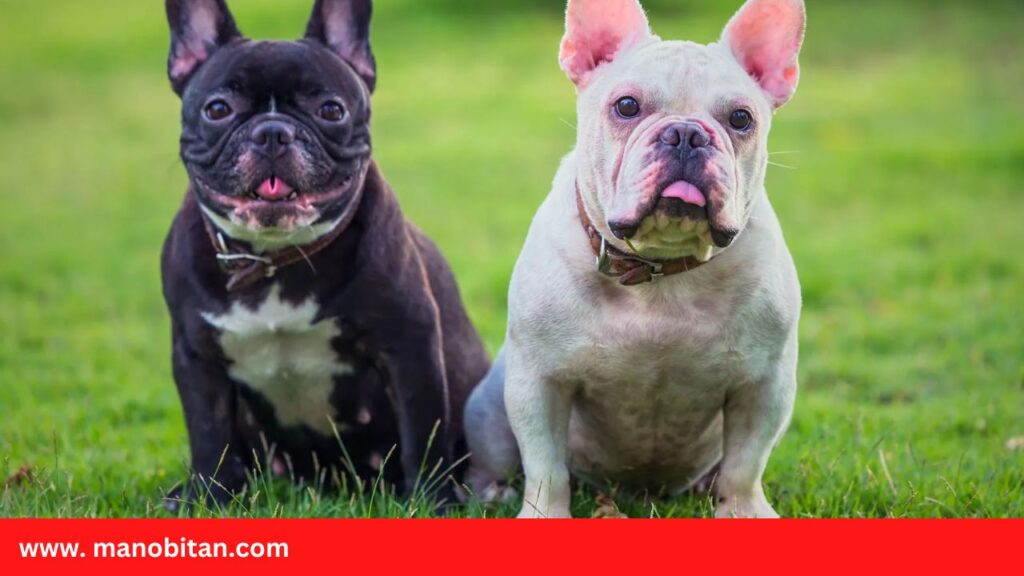 Can Frenchies Eat Beetroot | Can French Bulldogs Dogs Eat Beetroot