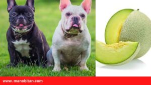 Read more about the article Can Frenchies Eat Honeydew Melon | Can French Bulldogs Eat Honeydew Melon (Dogs)