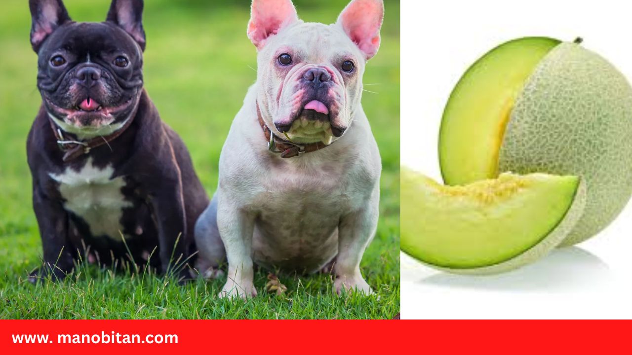 You are currently viewing Can Frenchies Eat Honeydew Melon | Can French Bulldogs Eat Honeydew Melon (Dogs)