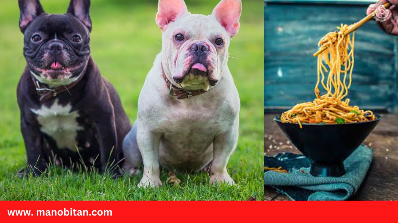 You are currently viewing Can Frenchies Eat Noodles | Can French Bulldogs Eat Noodles