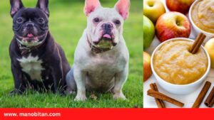 Read more about the article Can Frenchies Eat Applesauce | Can French Bulldogs Eat Applesauce