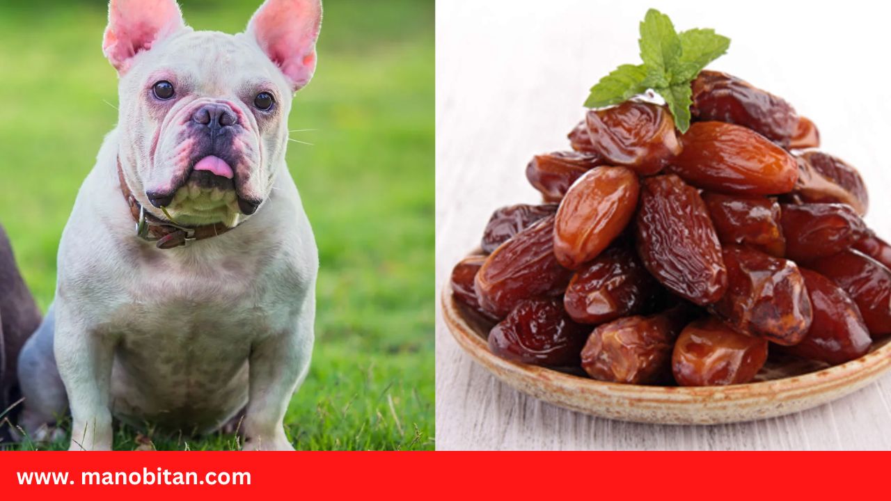 Read more about the article Can Frenchies Eat Dates | Can French Bulldog Eat Dates