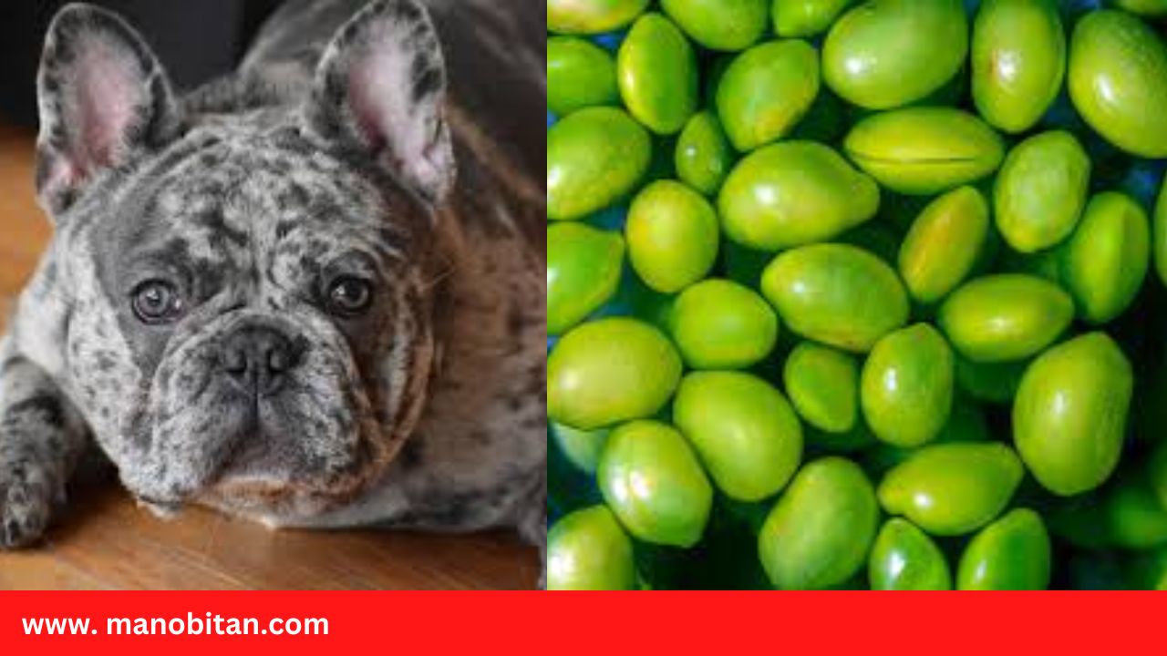 Read more about the article Can Frenchies Eat Edamame | Can French Bulldogs Eat Edamame