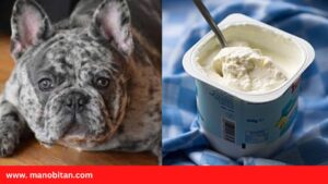 Read more about the article Can Frenchies Eat Yogurt | Can French Bulldogs Eat Yogurt