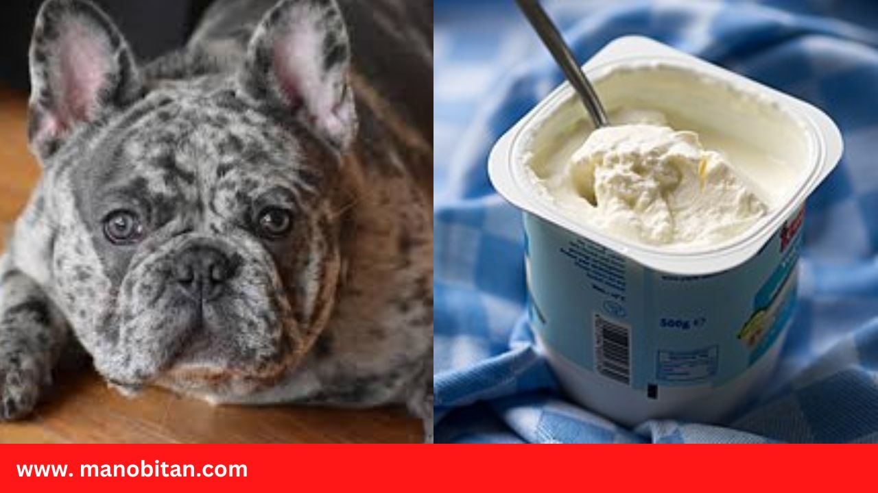 You are currently viewing Can Frenchies Eat Yogurt | Can French Bulldogs Eat Yogurt