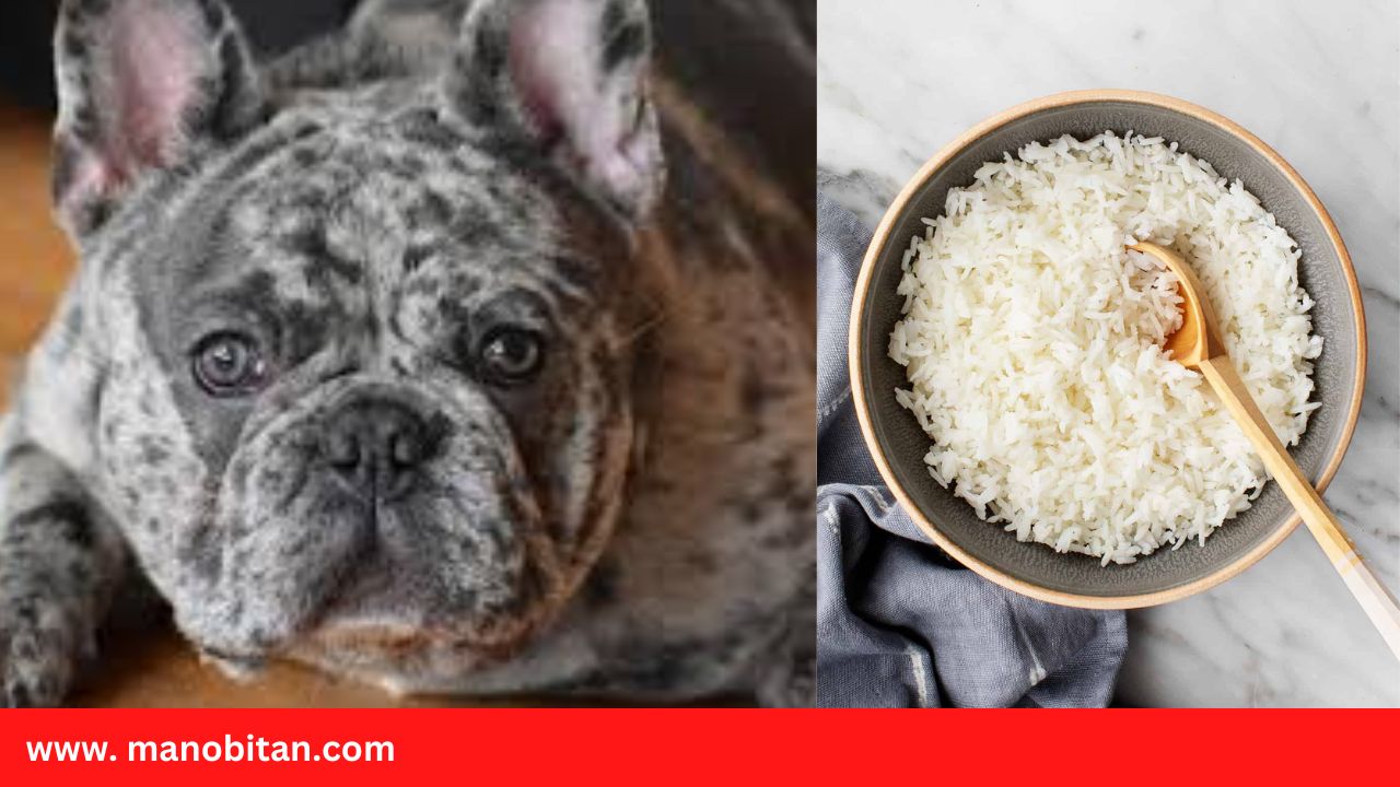 Read more about the article Can Frenchies Eat Rice | Can Dogs Eat Rice