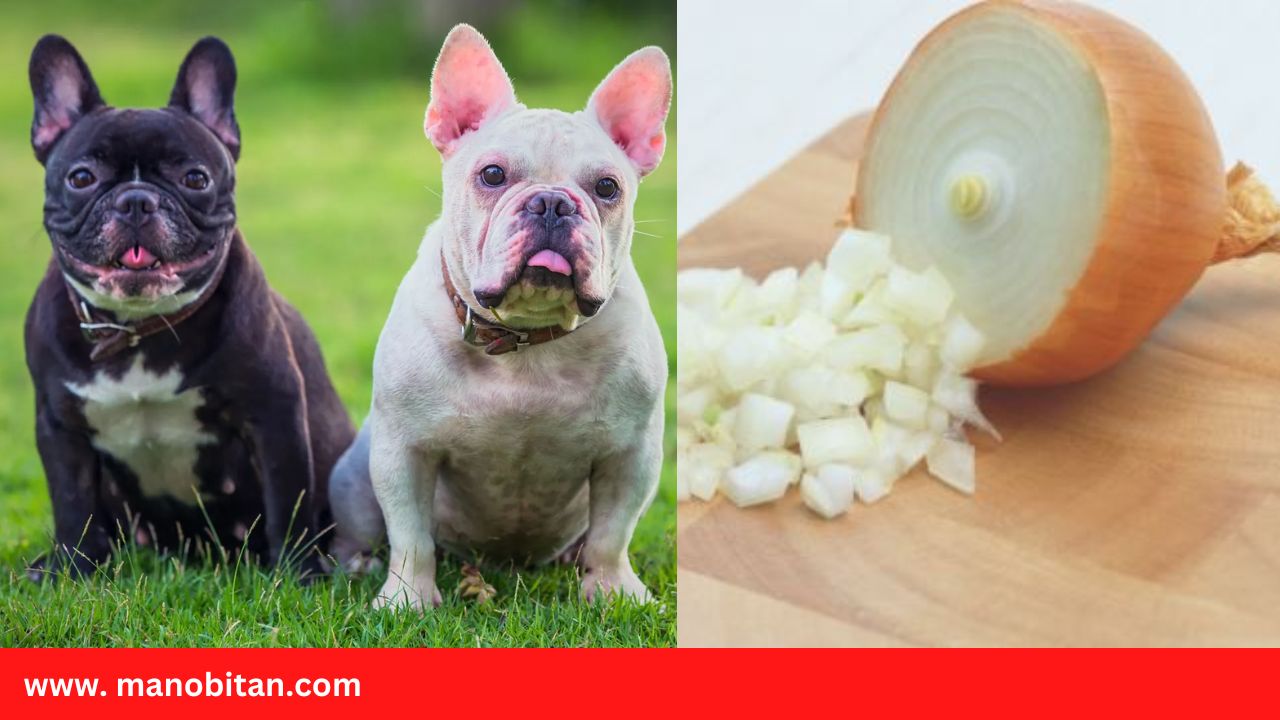 You are currently viewing Can Frenchies Eat Onions | Can French Bulldogs Eat Onions