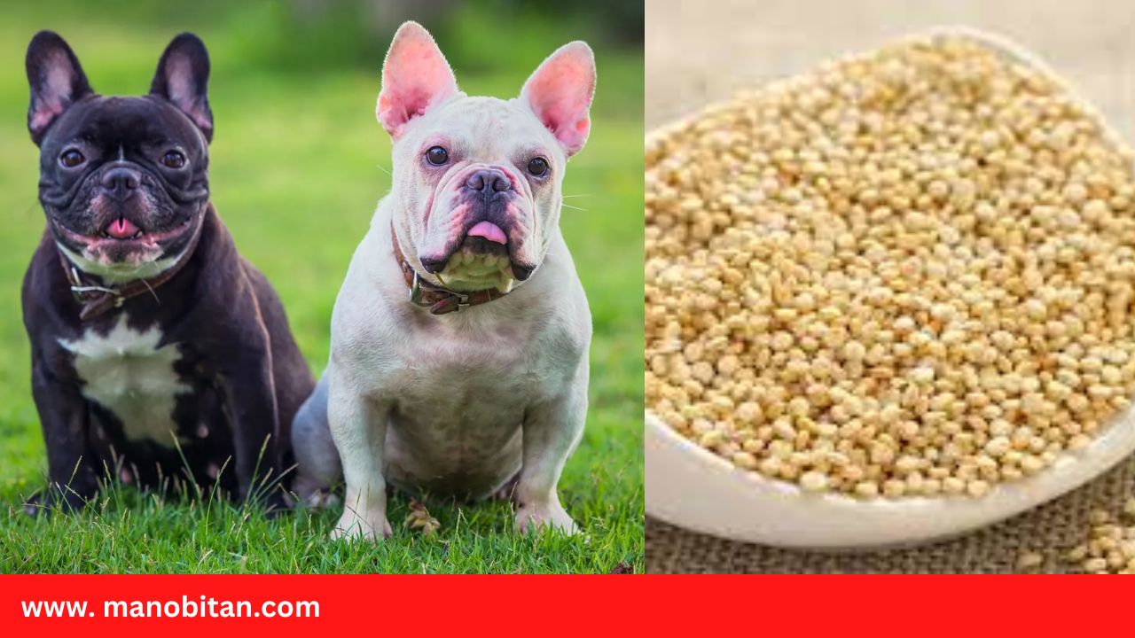 Read more about the article Can Frenchies Eat Quinoa | Can French Bulldogs Eat Quinoa