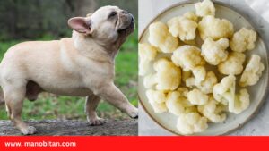 Read more about the article Can Frenchies Eat Cauliflower | Can French Bulldogs Eat Cauliflower