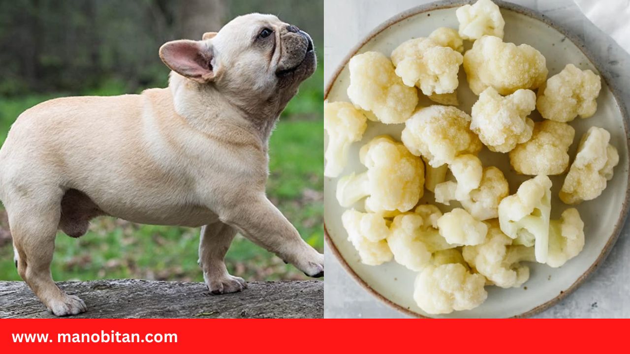 You are currently viewing Can Frenchies Eat Cauliflower | Can French Bulldogs Eat Cauliflower