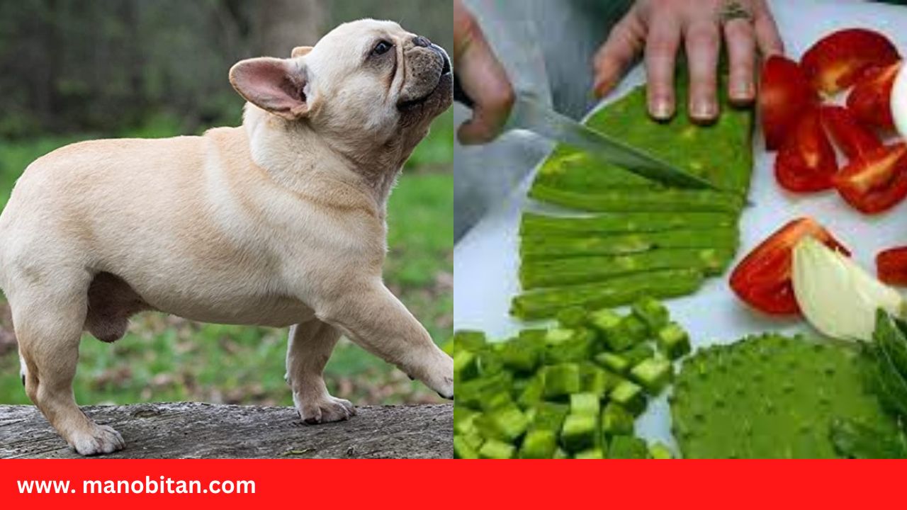 You are currently viewing Can Frenchies Eat Nopales | Can French Bulldogs Dogs Eat Nopales