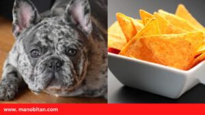 Read more about the article Can Dogs Eat Doritos | Can French Bulldogs Eat Doritos