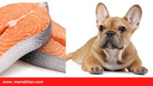 Read more about the article Can Frenchies Eat Fish | Can French Bulldogs (Dogs) Eat Fish