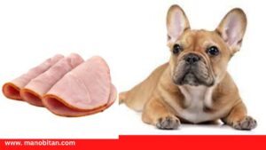 Read more about the article Can Frenchies Eat Ham | Can French Bulldogs (Dogs) Eat Ham