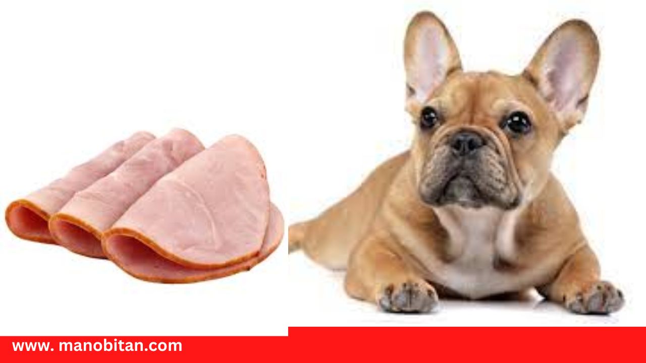 Read more about the article Can Frenchies Eat Ham | Can French Bulldogs (Dogs) Eat Ham