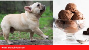 Read more about the article Can Frenchies Eat Ice Cream | Can French Bulldogs (Dogs) Eat Ice Cream