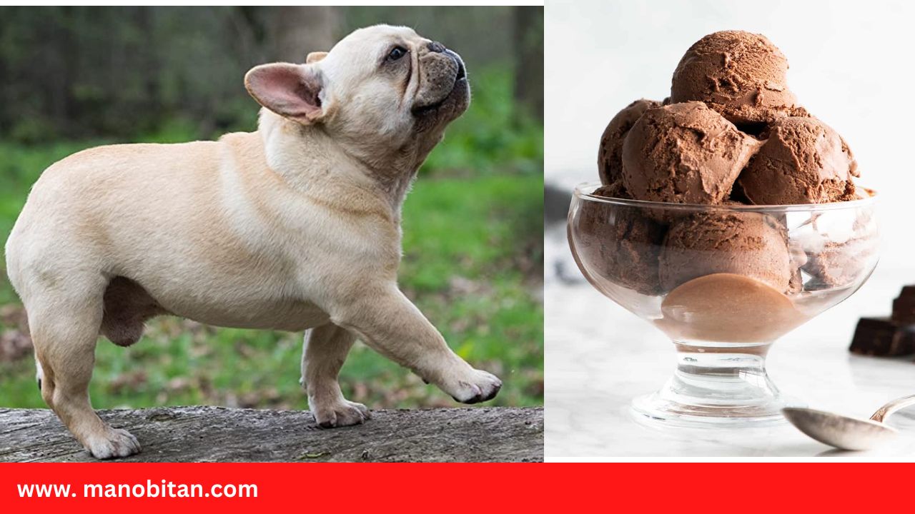 You are currently viewing Can Frenchies Eat Ice Cream | Can French Bulldogs (Dogs) Eat Ice Cream