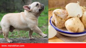 Read more about the article Can Frenchies Eat Jicama | Can French Bulldogs Eat Jicama