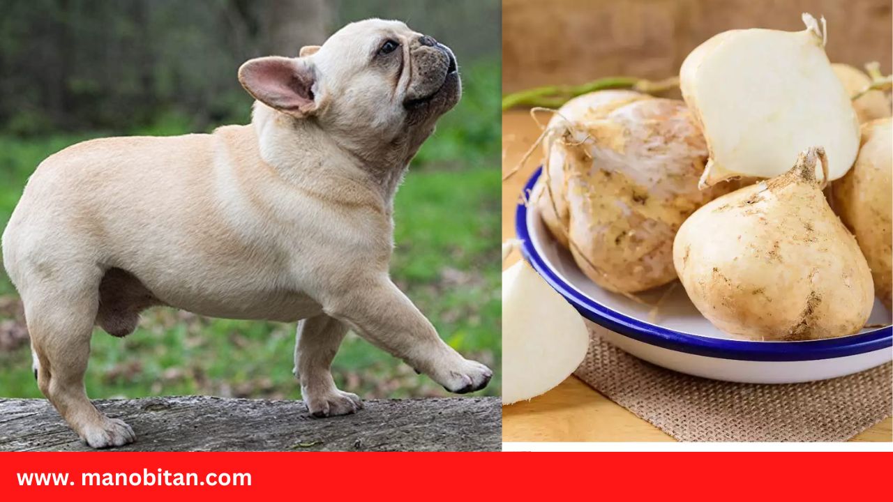 You are currently viewing Can Frenchies Eat Jicama | Can French Bulldogs Eat Jicama