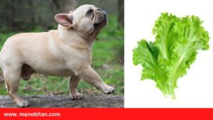 Read more about the article Can Frenchies Eat Lettuce | Can French Bulldogs Eat Lettuce