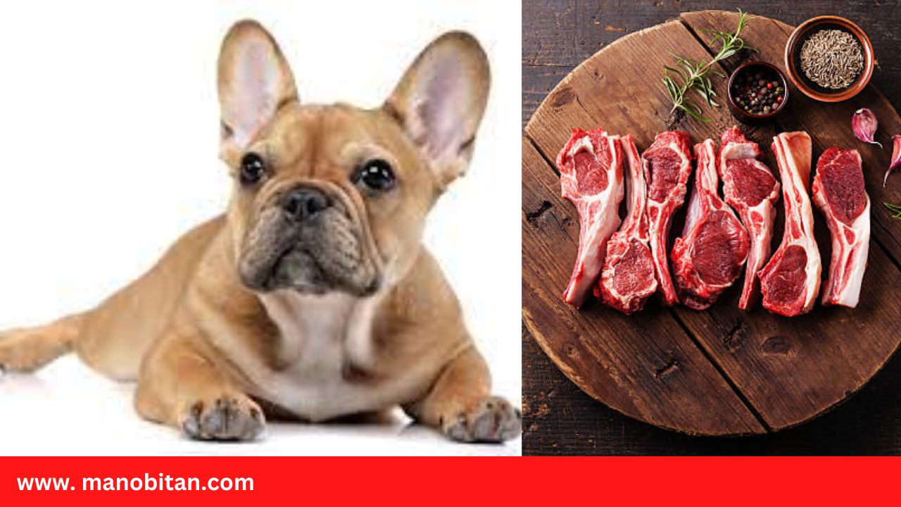 You are currently viewing Can Frenchies Eat Lamb | Can French Bulldogs Eat Lamb