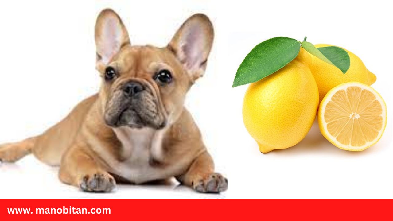 You are currently viewing Can Frenchies Eat Lemon | Can French Bulldogs Eat Lemon