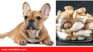 Read more about the article Can Frenchies Eat Mushrooms | Can French Bulldogs Eat Mushrooms