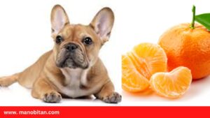 Read more about the article Can Frenchies Eat Mandarin Oranges | Can French Bulldogs Eat Mandarin Oranges