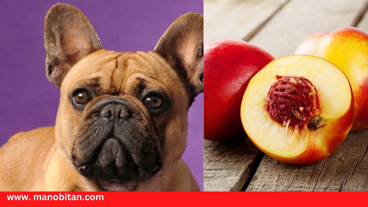 Read more about the article Can Frenchies Eat Nectarines | Can French Bulldogs Eat Nectarines