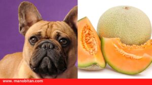 Read more about the article Can Frenchies Eat Cantaloupe | Can dogs Eat Cantaloupe 