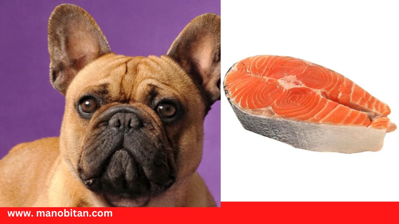 Read more about the article Can Frenchies Eat Salmon | Can French Bulldogs Eat Salmon