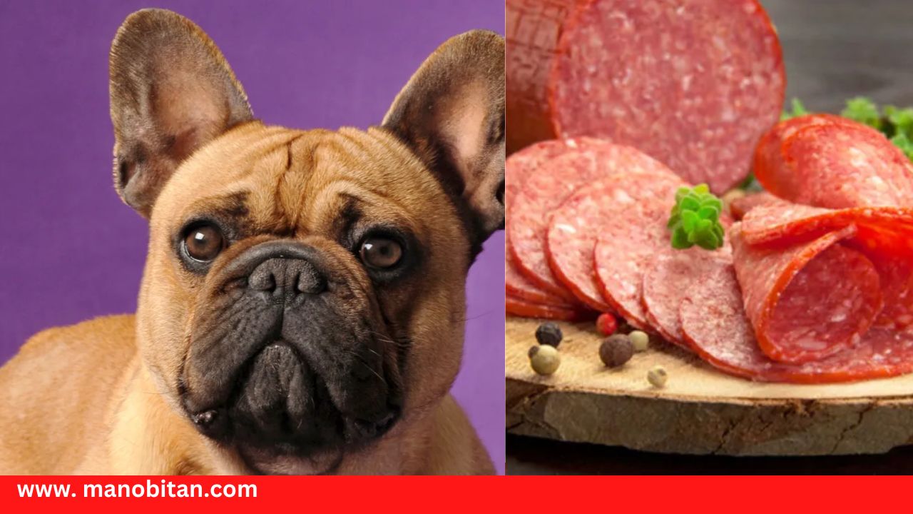Read more about the article Can Frenchies Eat Salami | Can French Bulldogs Eat Salami