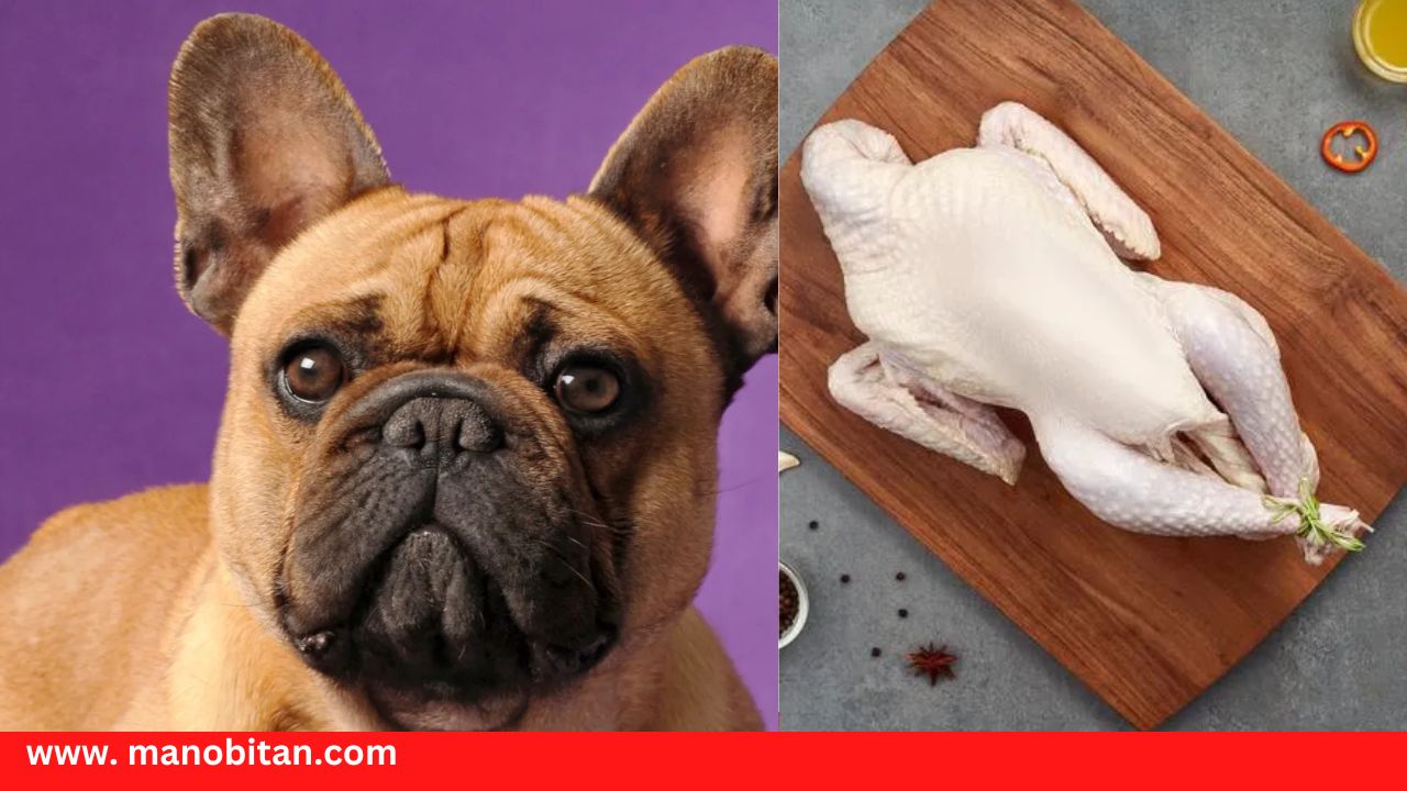 Read more about the article Can Frenchies Eat Turkey | Can French Bulldogs Eat Turkey