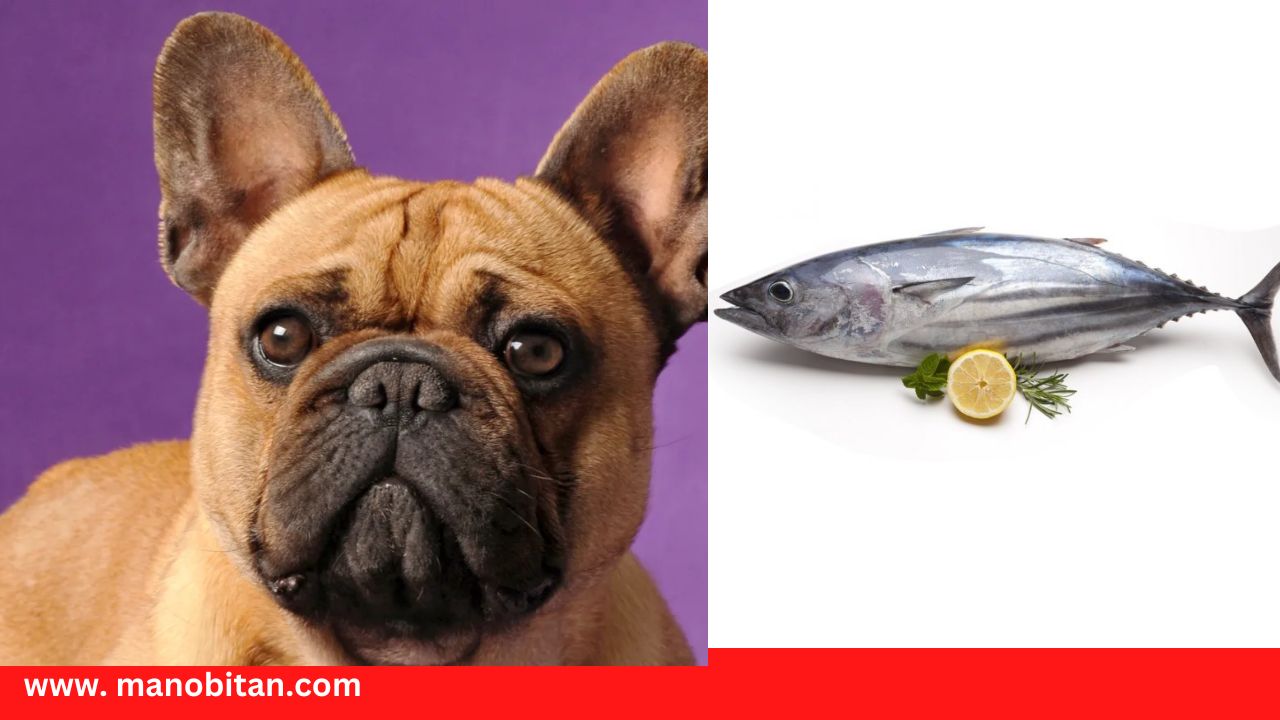 Read more about the article Can Frenchies Eat Tuna Fish | Can French Bulldogs Eat Tuna Fish