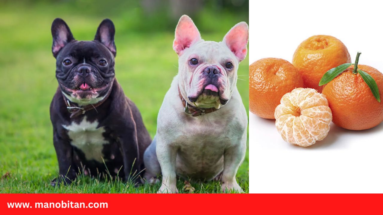 Read more about the article Can Frenchies Eat Tangerines | Can French Bulldogs Eat Tangerines